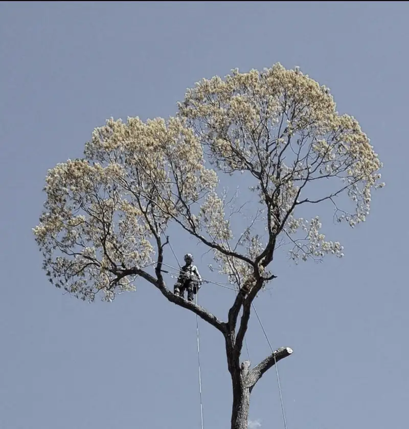A climber standing in the crown of a tree in pale spring leaf