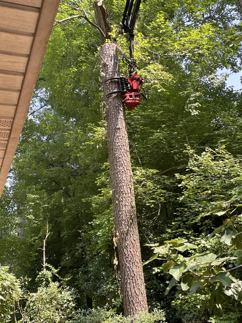 A red grapple saw gripping a tall pine trunk beside the eave of a house