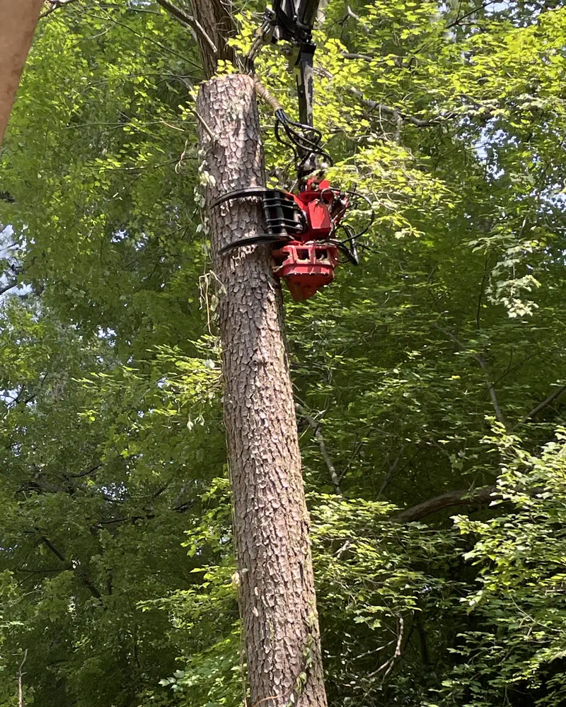A red grapple saw gripping a tall pine trunk beside the eave of a house