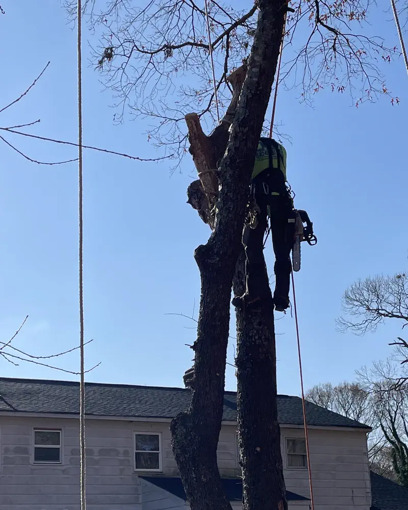 A climber roped high in a dead tree, a two-storey house below