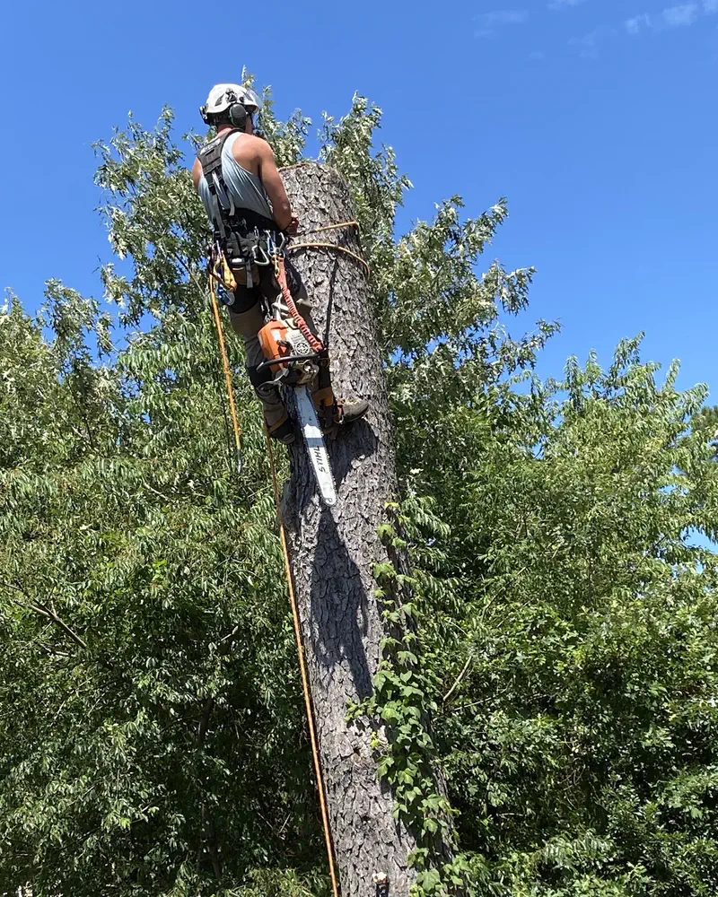 A climber in a helmet cutting with a chainsaw high on a pine trunk, blue sky behind